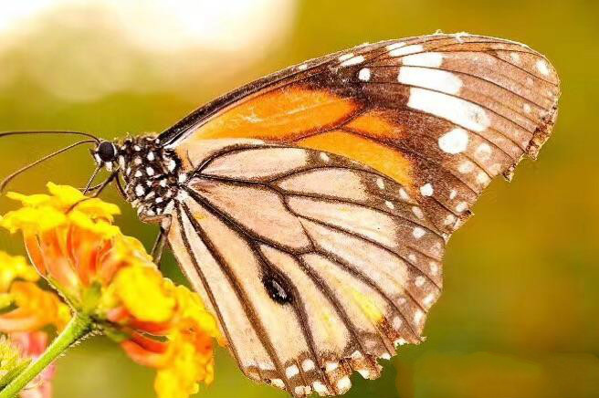 世界因你而美好原唱,世界因你而美好