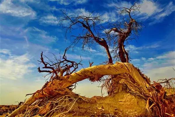 三千年的情缘，三千年的企盼只为这一季的金秋（附攻略）