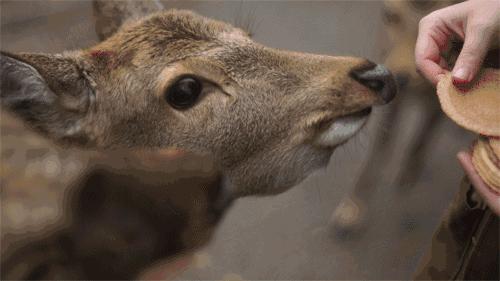 八月份定下的目标,秋季关西旅游攻略