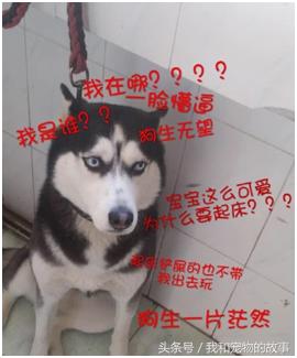 养哈士奇好还是养阿拉斯加好,养哈士奇是一种什么体验