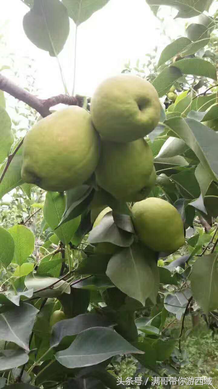 库尔勒香梨熟了！古尔邦节假期去库尔勒采香梨吧！只要4元每公斤