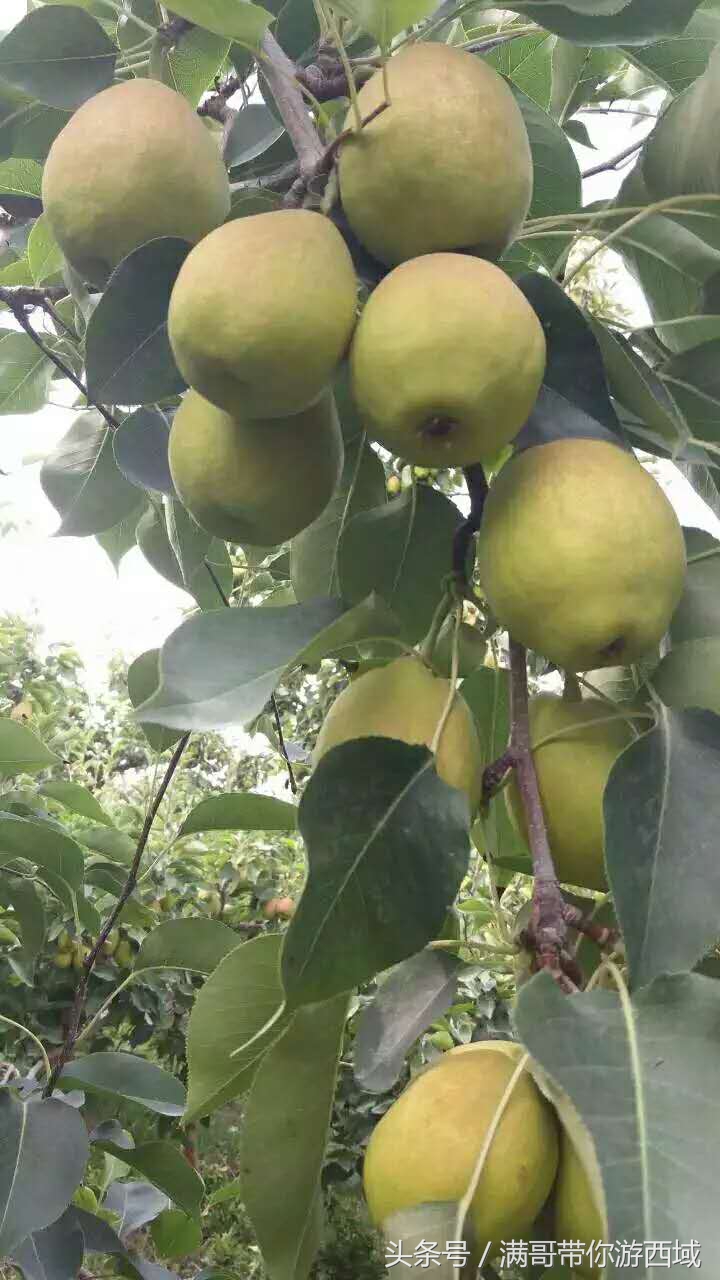 库尔勒香梨熟了！古尔邦节假期去库尔勒采香梨吧！只要4元每公斤