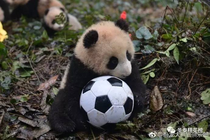 世界杯预选赛武磊单刀gif,大雷和武磊