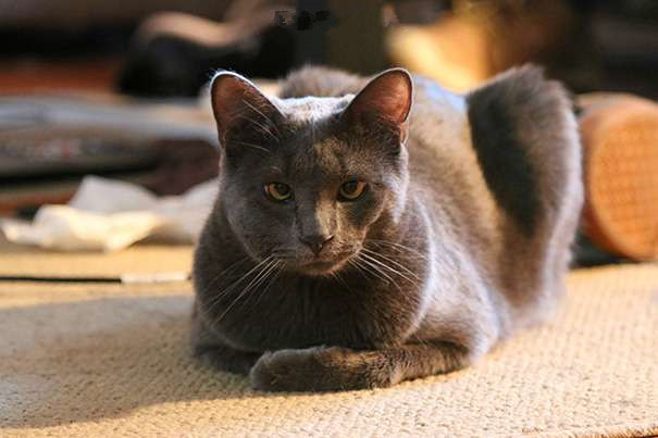 被蜂蜇了的地方为啥很痒,记录第一次被蜜蜂蜇