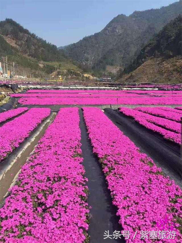 临安浙西大峡谷民宿,临安龙井峡有哪些农家乐