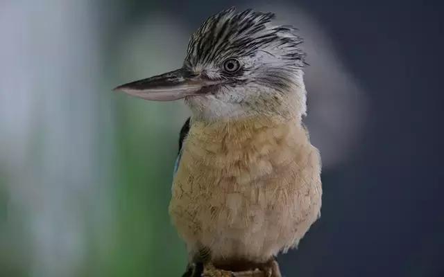 尼康顶级变焦长焦镜头,尼康4800万像素单反