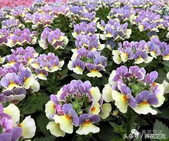 花卉最长寿命排名,五种养不死的花卉