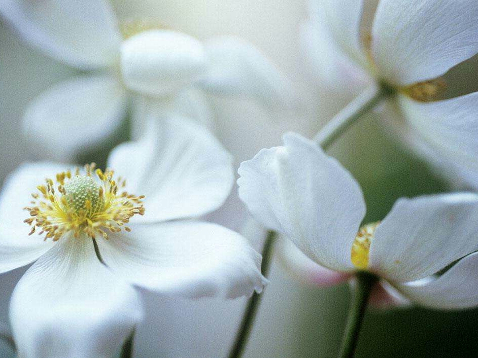 亚洲每个国家的国花是什么,世界各国国花的资料