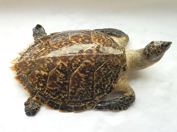 清代玳瑁加工工艺,玳瑁工艺