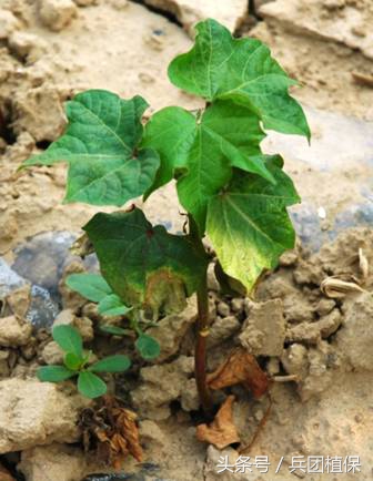 棉花枯黄萎病的药物有哪些,棉花枯黄萎病抗病性鉴定