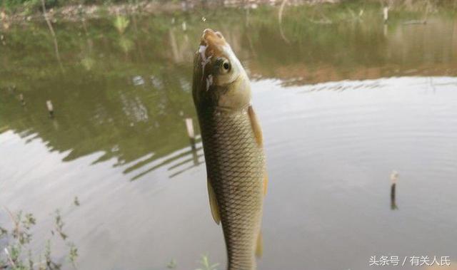 20块钱的黑塘，3个人1天收获50多条鱼，这次钓鱼很爽