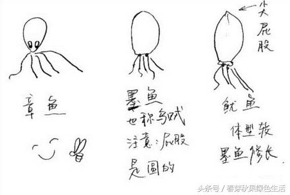 章鱼鱿鱼墨鱼乌贼八爪鱼的区别,鱿鱼章鱼八爪鱼墨鱼乌贼