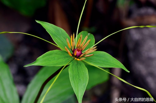 七叶一枝花背后的传说,七叶一枝花治癌症配方