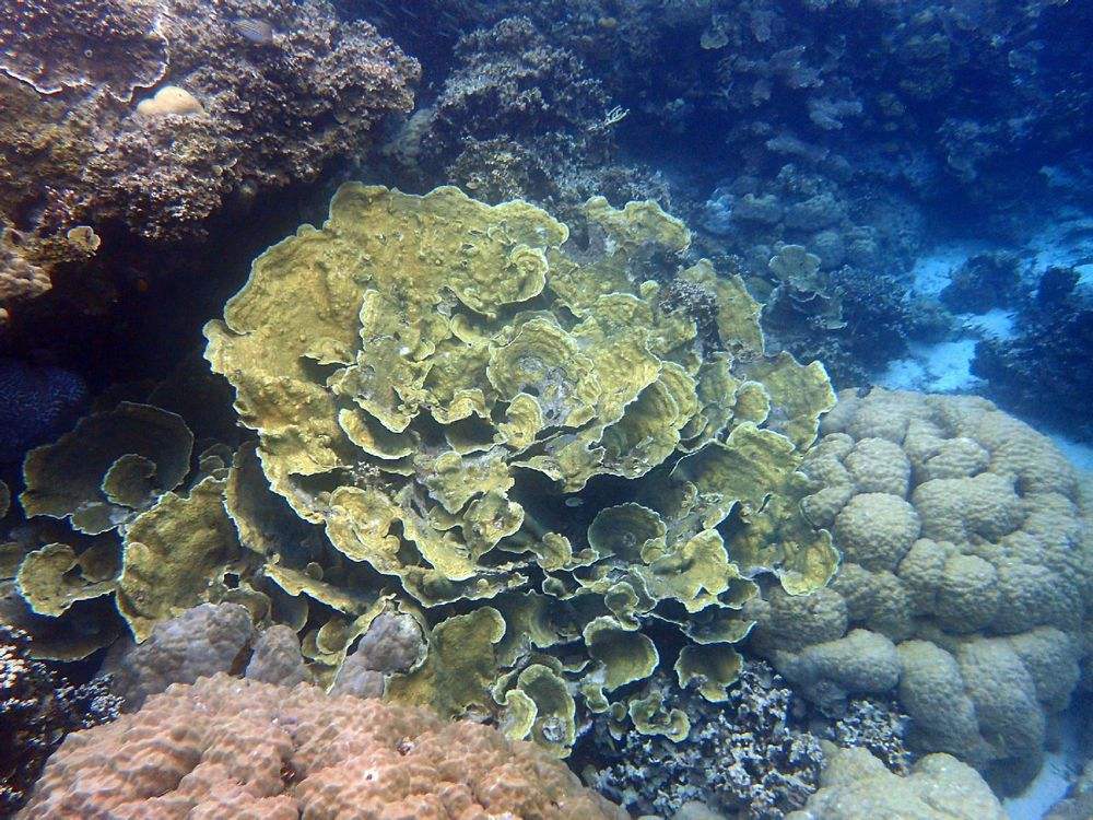 帕劳旅游最美风景攻略,帕劳旅游攻略自由行