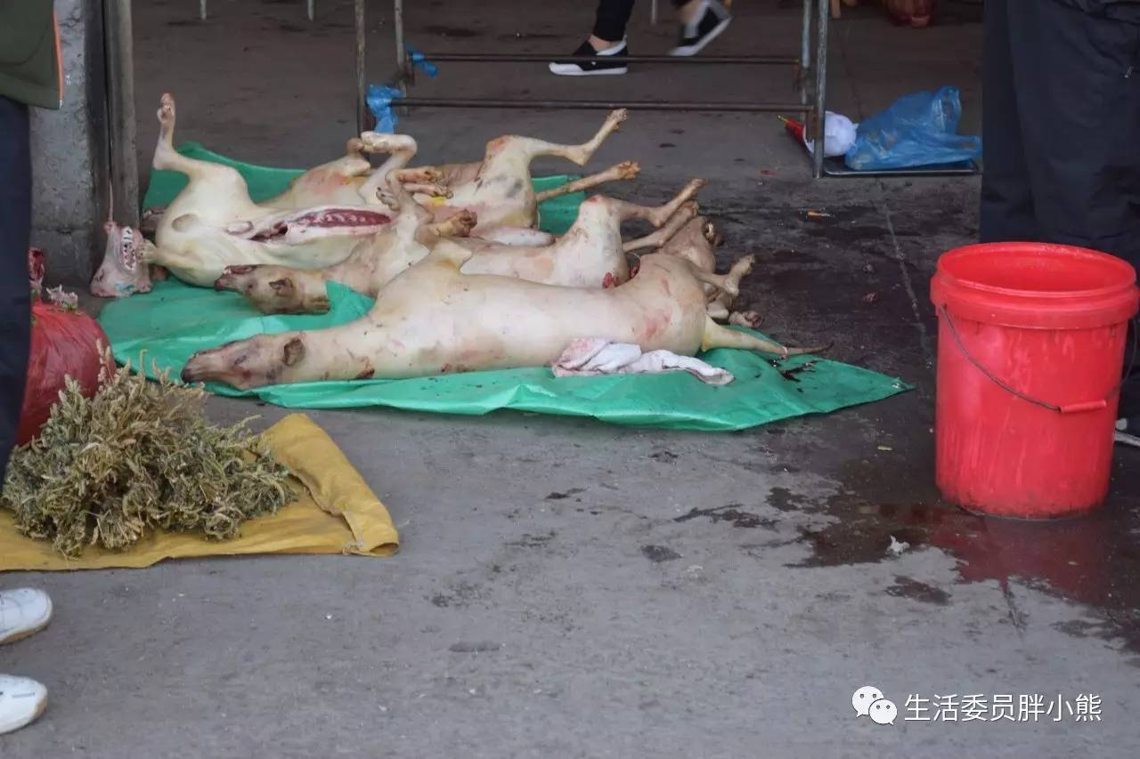 一个人的旅行延吉,延吉旅行日记