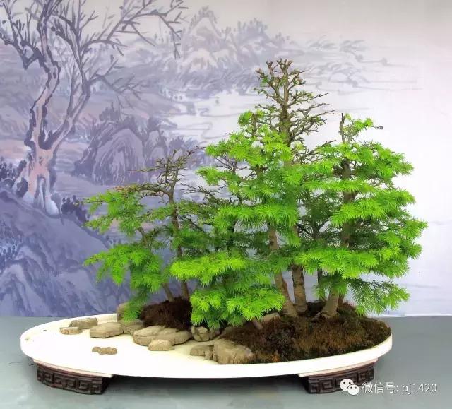 50种盆景树图片大全,50种盆景植物图片大全