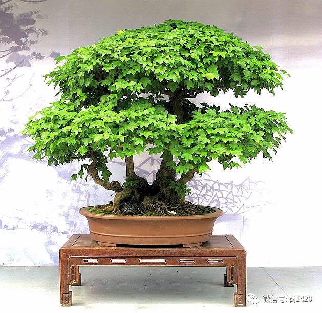 50种盆景树图片大全,50种盆景植物图片大全