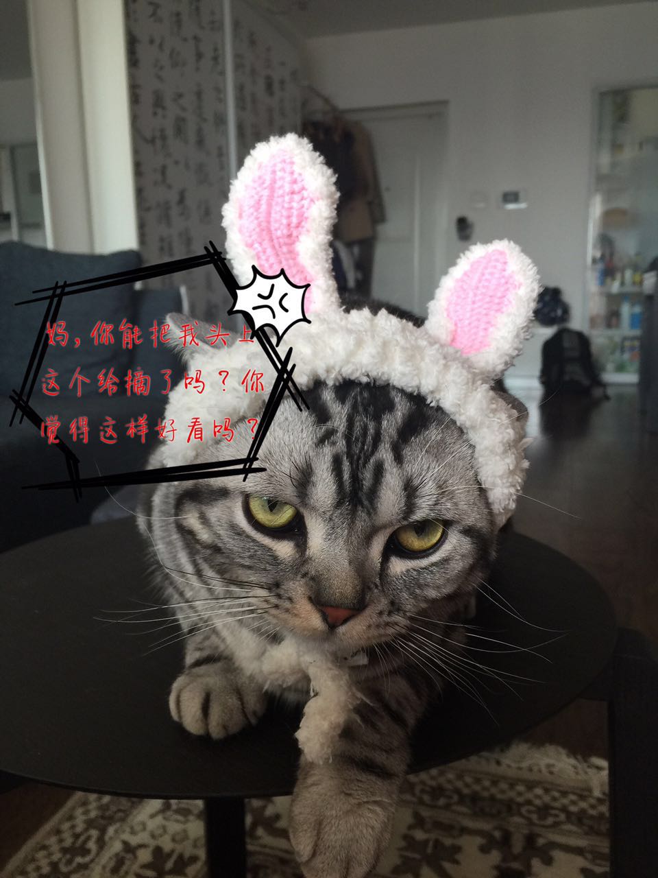 猫天生就不乱拉屎吗,猫天生就不吃鱼