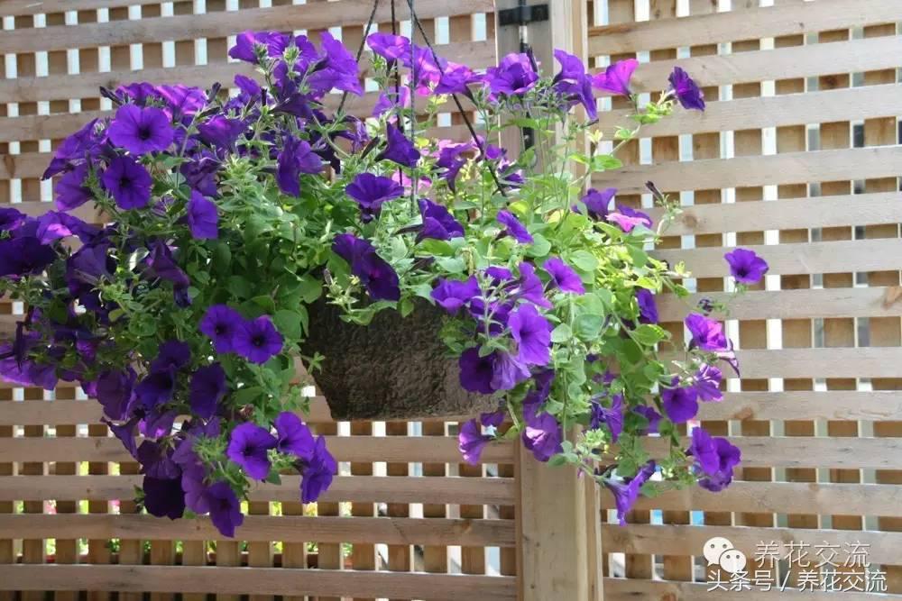 花卉最长寿命排名,五种养不死的花卉