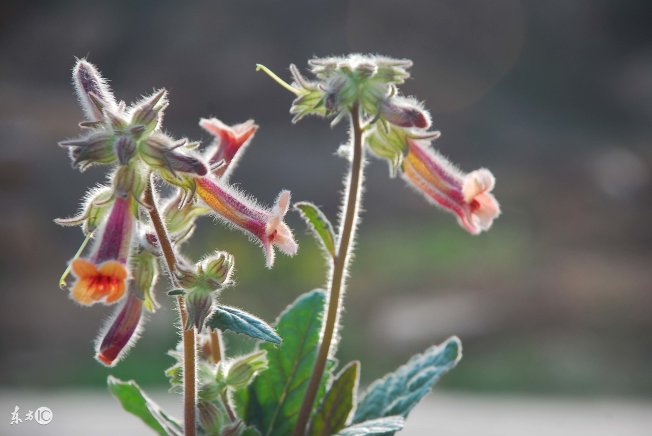 鍏懗鍦伴粍涓稿姛鏁堜富娌诲拰浣滅敤,鍦伴粍鐨勫姛鏁堜笌浣滅敤鍙婂壇浣滅敤