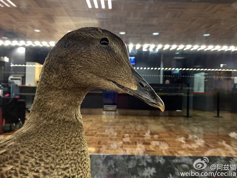 中国到塞尔维亚是哪个航空公司,中国到欧洲最快飞机