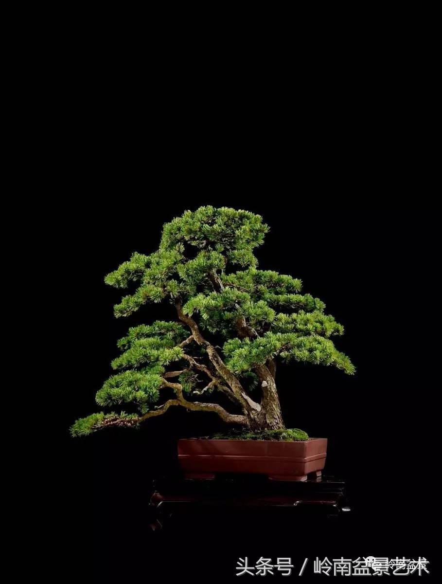 五针松和大阪松哪个好盆栽 (大阪松比五针松哪种更名贵)