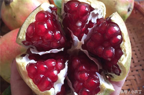 正宗突尼斯软籽石榴10斤新鲜当季,送礼必备佳品突尼斯软籽石榴