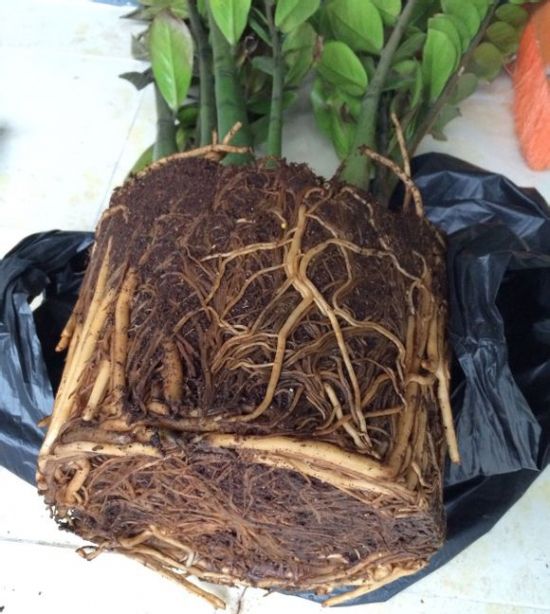 金钱树的养护及管理,金钱树的治病方法