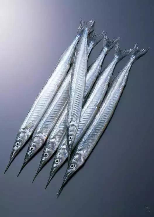 羊口开海！倒计时一天！第一网吃起来！看完哈喇子流一地