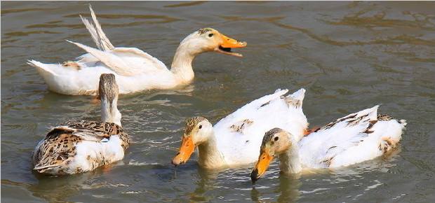 农村养鸭平均一只能赚多少钱,肉鸭养殖的利润与成本真实