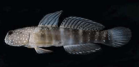 虾虎鱼吃什么鱼,所有枪虾都会和虾虎鱼共生吗