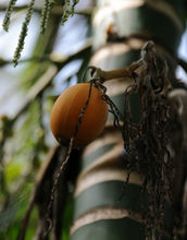 槟榔加烟有啥危害,槟榔加烟有什么危害