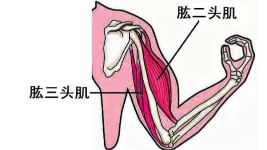 想把手臂练粗一点该做什么锻炼,手臂太细了怎么练粗学生
