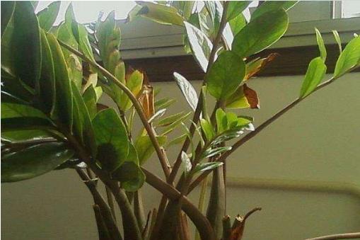 金钱树的养护及管理,金钱树的治病方法