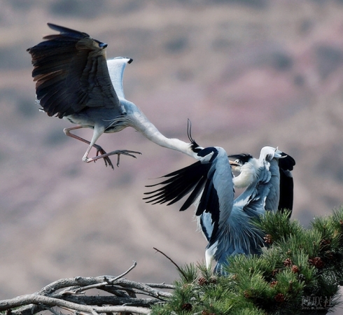 名曲闲云野鹤,古曲闲云孤鹤赏析