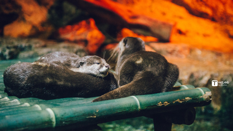回忆那年在泰国踏浪看海,带你一起去泰国看海