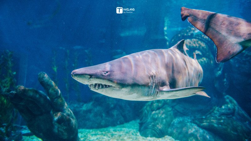带你一起去泰国看海,回忆那年在泰国踏浪看海