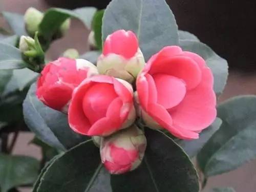 9月不翻盆来年开花少