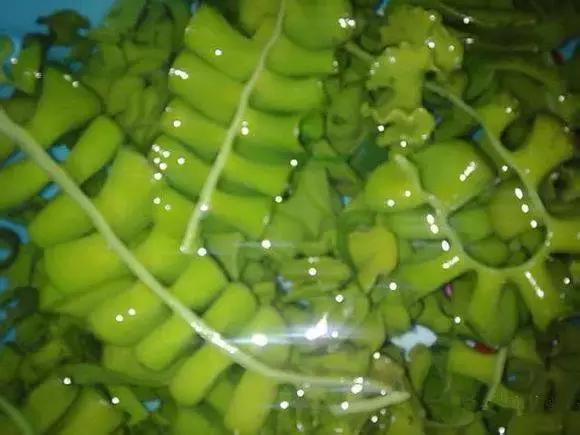 羊口开海！倒计时一天！第一网吃起来！看完哈喇子流一地