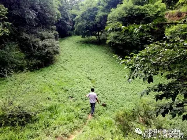 延安甘泉大峡谷桦树沟图片,甘泉雨岔大峡谷桦树沟玩多长时间