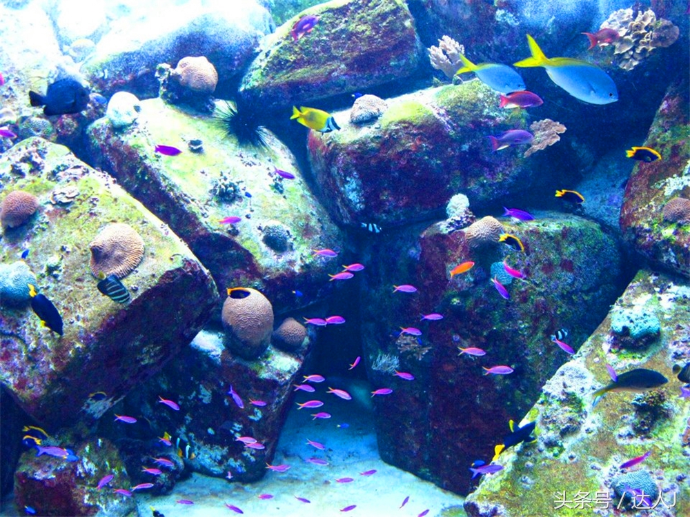 阿联酋滑雪场项目,阿联酋室内滑雪场