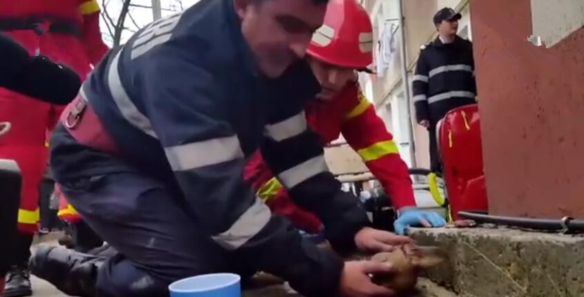 狗狗被烟雾熏晕了,狗狗火灾吸入大量浓烟