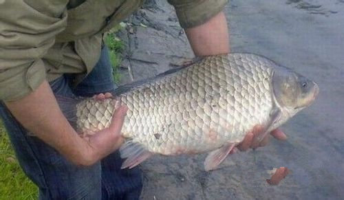 很少人会用海竿海钓,使用海竿钓大鱼的正确方法