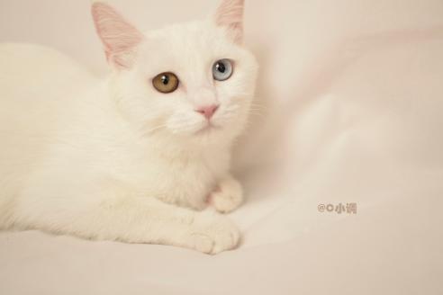 没钱能救助流浪动物么,没钱学生党怎么办