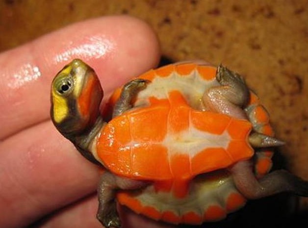 养圆澳龟的注意事项,圆澳幼龟饲养注意事项