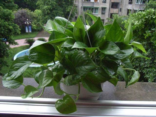 家里养什么绿植最旺财,家里养什么绿植旺财又对身体好