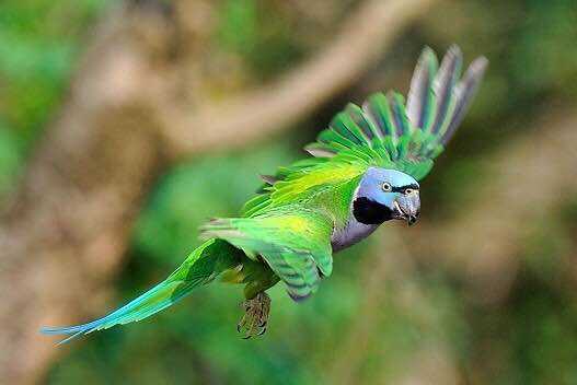 绯胸鹦鹉安达曼岛亚种,大绯胸鹦鹉