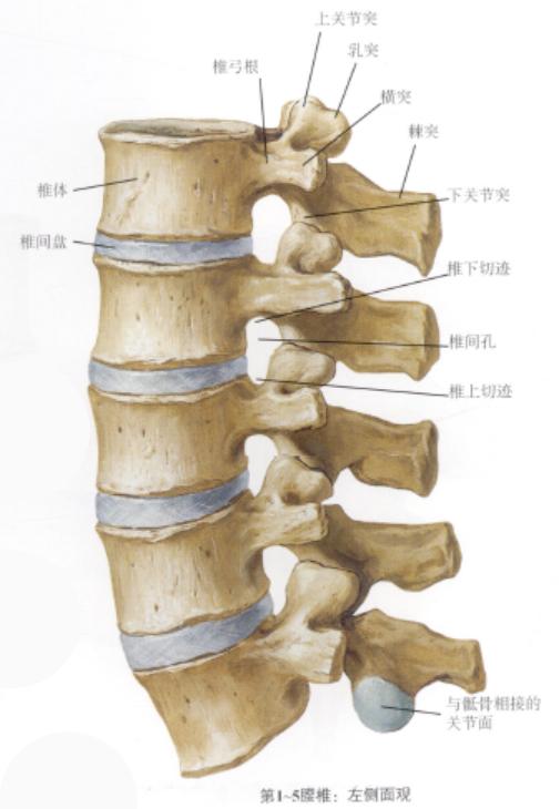 腰椎间盘突出根性症状临床表现,极外侧型腰椎间盘突出症临床表现