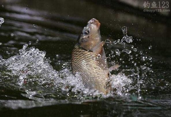 东北十大硬菜第一名,十大农村硬菜排名