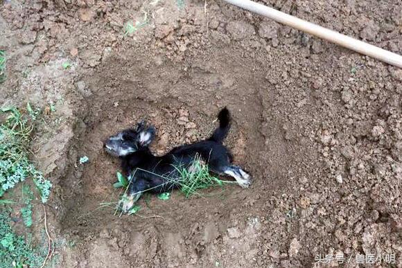 流浪狗被收养后呜咽大哭,收养的流浪狗被家人丢掉